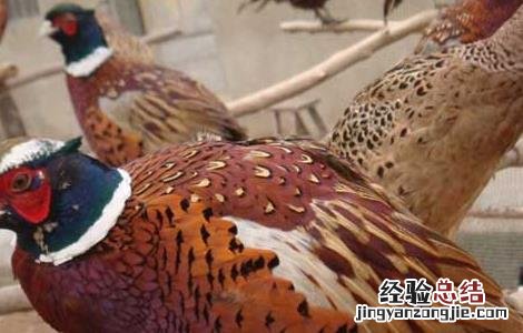 野鸡常见的育雏方式 野鸡育雏技术