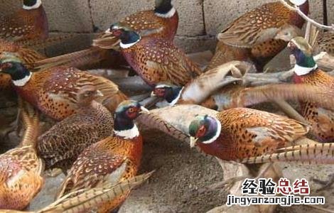野鸡常见的育雏方式 野鸡育雏技术