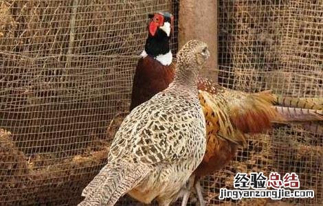 山鸡产蛋期的常见疾病防治 山鸡产蛋期的常见疾病防治方案