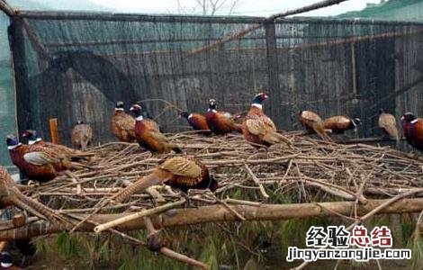 山鸡产蛋期的常见疾病防治 山鸡产蛋期的常见疾病防治方案
