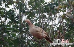 山鸡产蛋期的常见疾病防治 山鸡产蛋期的常见疾病防治方案