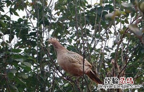 山鸡产蛋期的常见疾病防治 山鸡产蛋期的常见疾病防治方案