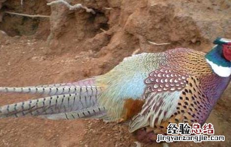 山鸡产蛋期的常见疾病防治 山鸡产蛋期的常见疾病防治方案