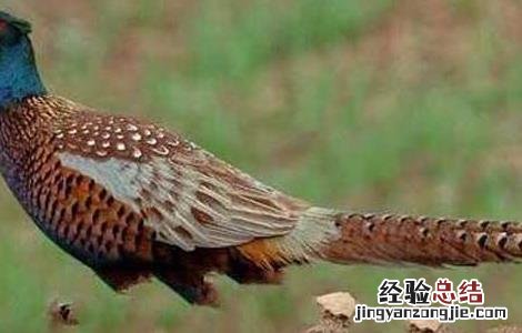 山鸡饲料中添加中草药的好处有哪些 山鸡饲料中添加中草药的好处