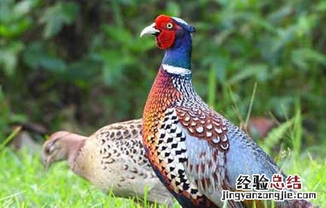 山鸡饲料中添加中草药的好处有哪些 山鸡饲料中添加中草药的好处