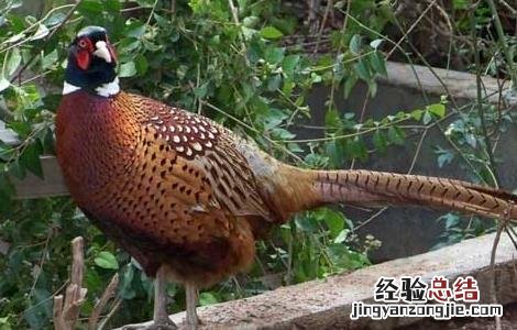 山鸡饲料中添加中草药的好处有哪些 山鸡饲料中添加中草药的好处