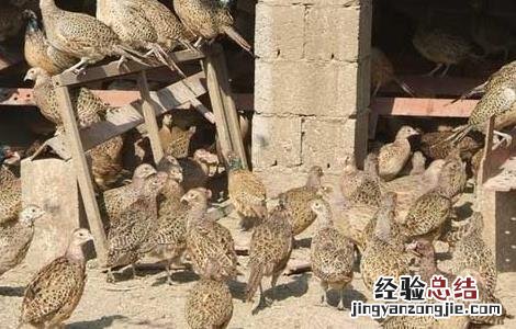 山鸡简单经济有效的孵化法 山鸡简单经济有效的孵化法是