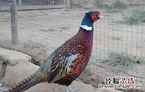 山鸡养殖中的饲喂技术要求 山鸡养殖中的饲喂技术