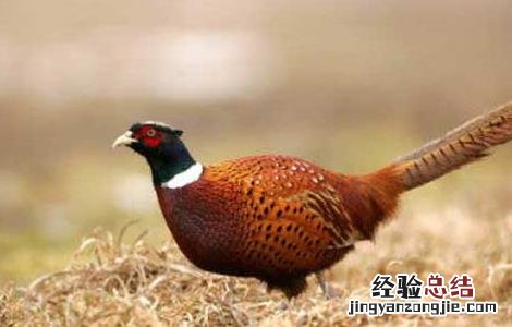 山鸡养殖中的饲喂技术要求 山鸡养殖中的饲喂技术