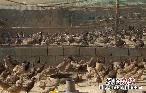 鸡的传染性支气管炎的临床症状 山鸡传染性支气管炎防治技术