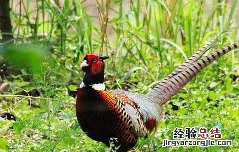 鸡的传染性支气管炎的临床症状 山鸡传染性支气管炎防治技术