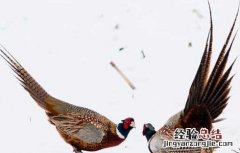鸡的传染性支气管炎的临床症状 山鸡传染性支气管炎防治技术