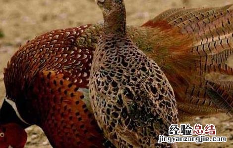 鸡的传染性支气管炎的临床症状 山鸡传染性支气管炎防治技术