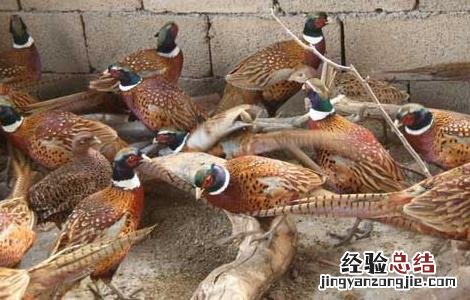 鸡的传染性支气管炎的临床症状 山鸡传染性支气管炎防治技术