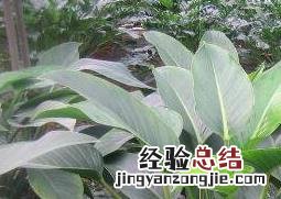 金钻蔓绿绒怎么养 金钻蔓绿绒好养吗