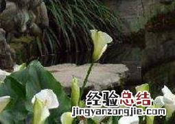 冰雪女王马蹄莲怎么养 马蹄莲怎么养