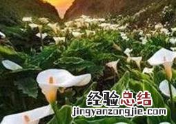 冰雪女王马蹄莲怎么养 马蹄莲怎么养