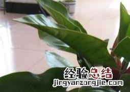绿帝王图片和养殖技术 绿帝王怎么养