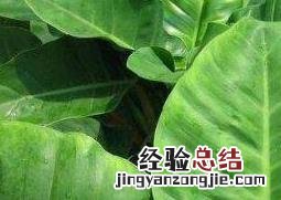 绿帝王图片和养殖技术 绿帝王怎么养