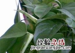 绿萝叶子发黄是什么原因 绿萝叶子发黄是什么原因怎么办