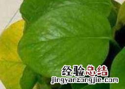 绿萝叶子发黄是什么原因 绿萝叶子发黄是什么原因怎么办