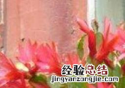 蟹爪兰如何养殖 蟹爪兰如何养殖方法