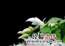 蟹爪兰如何养殖 蟹爪兰如何养殖方法