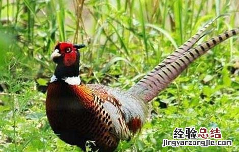 野鸡对养殖密度的要求