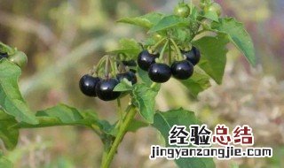 龙葵的功效与作用 龙葵的功效与作用和主治