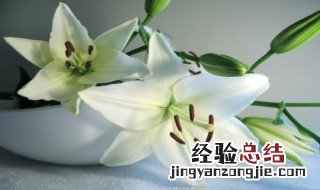 百合花的功效与作用 百合花的功效与作用及禁忌