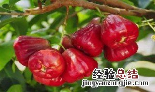 莲雾的功效与作用 莲雾的功效与作用禁忌