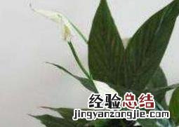 白掌怎么养才能开花更旺盛 白掌怎么养