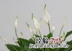 白掌怎么养才能开花更旺盛 白掌怎么养