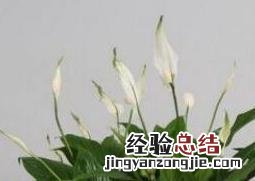 白掌怎么养才能开花更旺盛 白掌怎么养