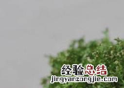 珊瑚蕨怎么养 珊瑚蕨好养吗