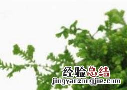 珊瑚蕨怎么养 珊瑚蕨好养吗