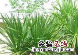 芳香龙血树怎么养 龙血树怎么养