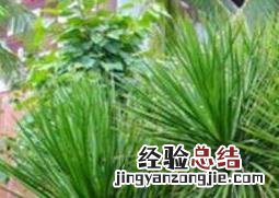 芳香龙血树怎么养 龙血树怎么养