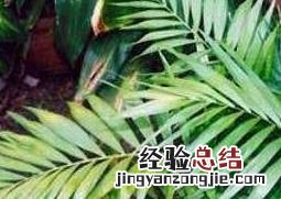 散尾竹怎么养比较好 散尾竹怎么养