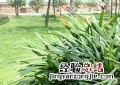 散尾竹怎么养 散尾竹怎么养护