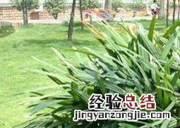 散尾竹怎么养 散尾竹怎么养护