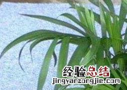 袖珍椰子如何养护 袖珍椰子如何养护视频