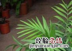 袖珍椰子如何养护 袖珍椰子如何养护视频