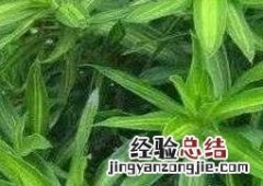观赏竹怎么养比较好 观赏竹怎么养