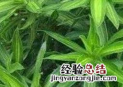 观赏竹怎么养比较好 观赏竹怎么养