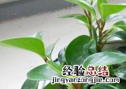 碧玉花怎么养 碧玉花怎么养才能更旺盛