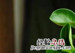 碧玉花怎么养 碧玉花怎么养才能更旺盛