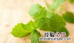 十香菜和薄荷的区别 十香菜和薄荷的区别在哪里