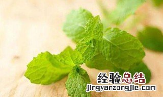 十香菜和薄荷的区别 十香菜和薄荷的区别在哪里