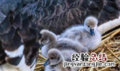 小鹅吃什么食物长的快呢 小鹅吃什么食物长的快